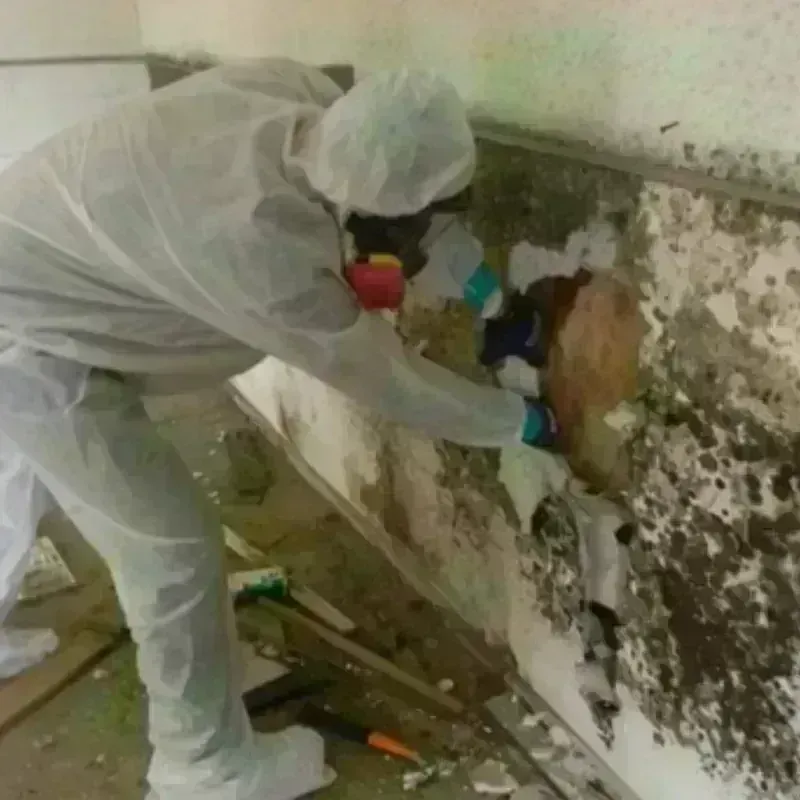 Mold Remediation and Removal in Rusk County, WI